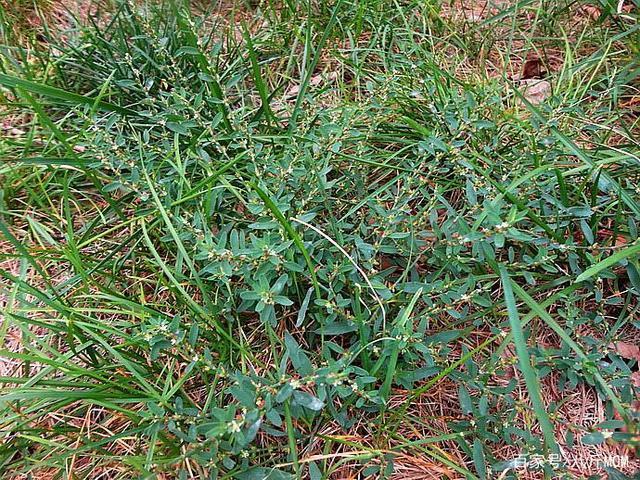 菵草 (2)以猪殃殃,播娘蒿,繁缕,扁蓄,荠菜等阔叶杂草为主的麦田,可亩