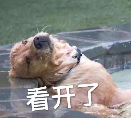 表情包|狗狗 萌宠沙雕系列