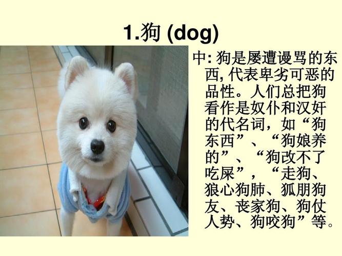 中西方对动物文化差异ppt