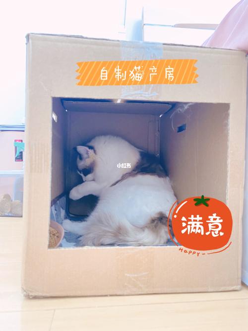 自制猫产房,孕妇表示很满意_孕妇_宠物_白兰地_我的萌