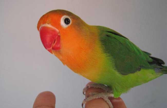 牡丹鹦鹉价格多少钱?