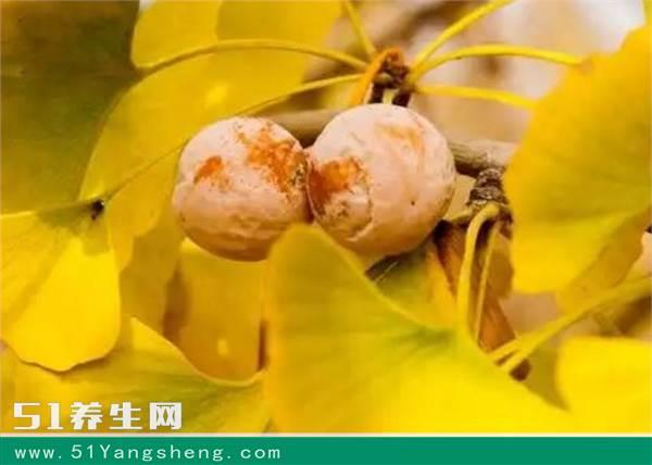 银杏果也叫白果,吃白果有什么好处?