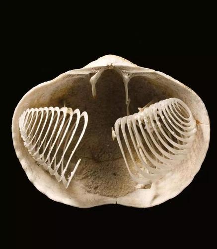 准石燕化石,下侏罗统腕足动物,这块出众的化石使我们得以观察到腕骨的