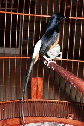 [文化节] 长尾四喜    图片 与 视频