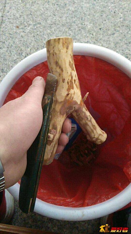 桃木弹弓制作中