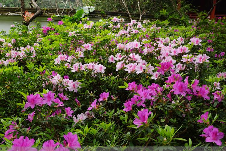 西湖公园杜鹃花