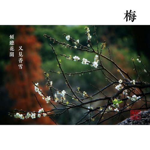 又见香雪,倾听花开