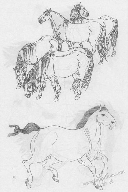 马的白描作品图片