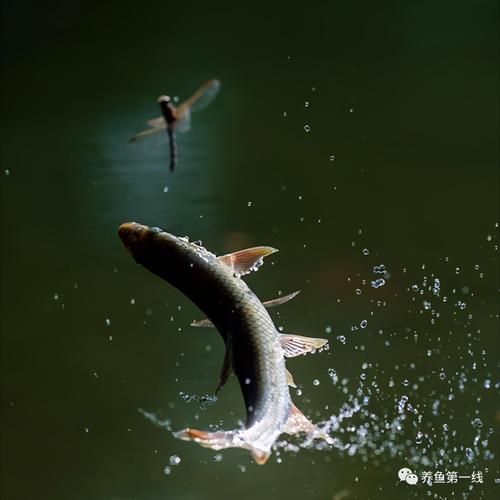 马口鱼:既是垂钓佳品,又是观赏原生鱼名品,还可美味