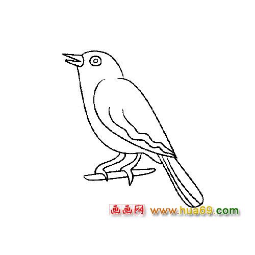 画眉鸟简笔画