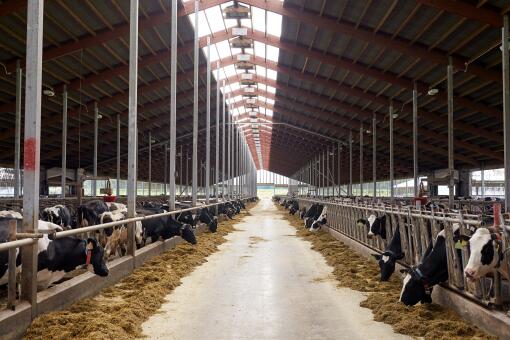 牛舍大棚的建造成本是多少?