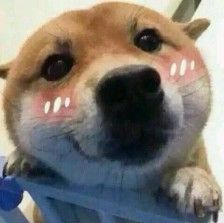 柴犬表情包萌妹可爱熊抱卖萌微笑