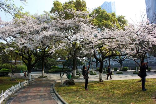 网红赏樱地,发卡弯,观景台,栖霞坑,樱花公园,海曙公园
