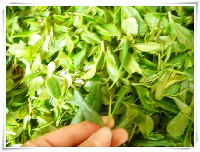 时会堂中国大陆江苏夏茶雨后三级炒青绿茶散装茶叶 绿杨春 新茶商品