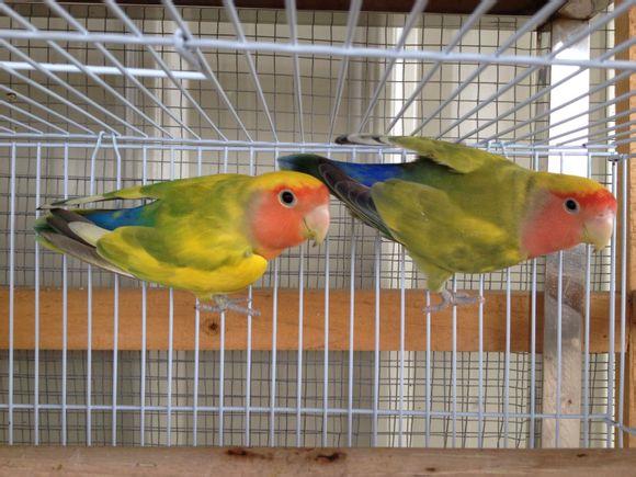 面类小鹦品系分类-牡丹鹦鹉爱好者之家