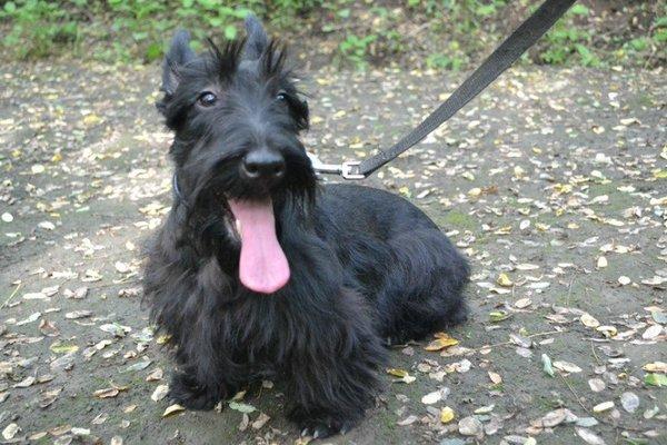 苏格兰梗的护理知识|成犬饲养-波奇网百科大全