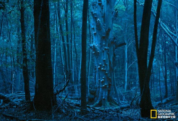 大雪在德国黑森林的绍因斯兰山上肆虐,狂风推搡着山毛榉树的枝干.