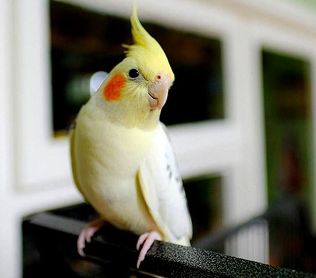 玄凤鹦鹉多漂亮