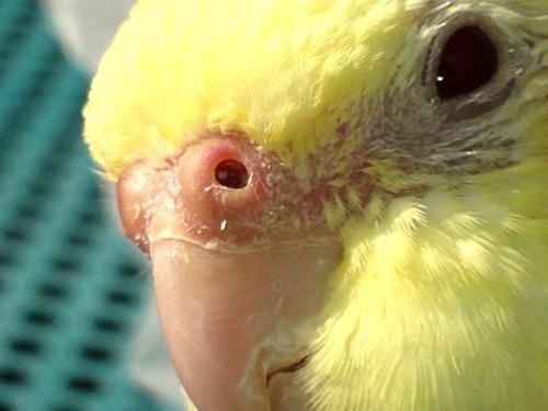 玄凤鹦鹉鼻子里面好像有东西!堵住了!白白的还有黑褐色的!感觉粘在那!