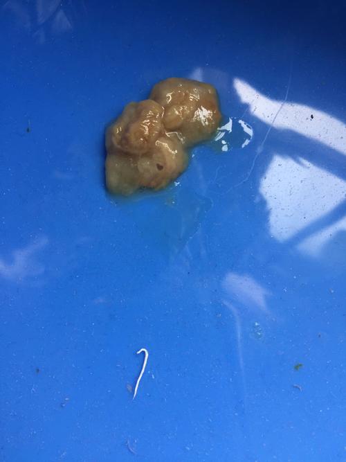 狗细小是不是就拉这种便便?求解!谢谢了!