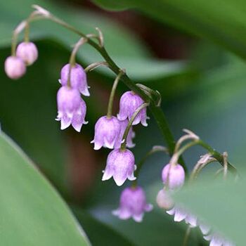 室内盆栽绿植迷你小铃兰 荷包牡丹 办公室桌面观花植物 紫色铃兰 裸根