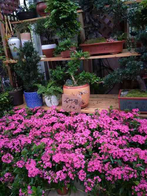 八卦岭花卉中心-"新年第一天来逛花市,这个花市在工业