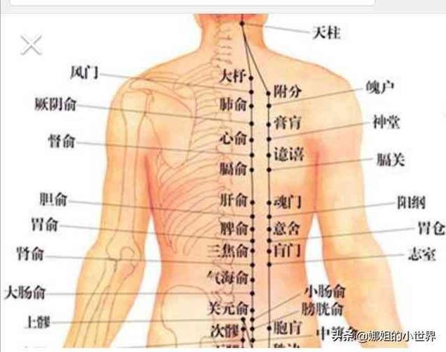 上背部到下背部都是非常多的穴位.