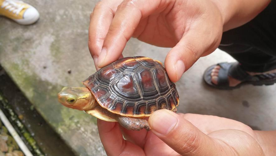 如何分辨南石龟和北石龟