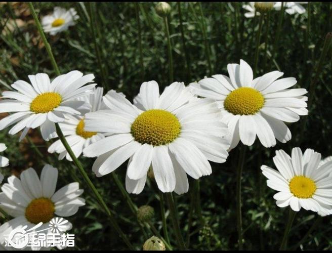 我新添加了一棵"除虫菊"到我的"花园"