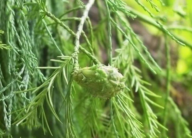 国家Ⅰ级濒危重点保护珍稀植物:水松