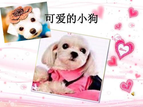 可爱的小狗ppt