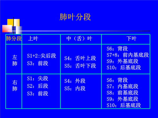 肺叶分段资料.ppt