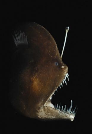 盘点怪异生物:雌琵琶鱼可同时与6只雄鱼交配(1)_科学探索_光明网