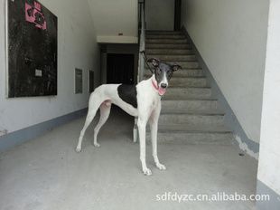 出售:灰格力犬黑格力犬价格白格力犬价格细狗灵缇价格