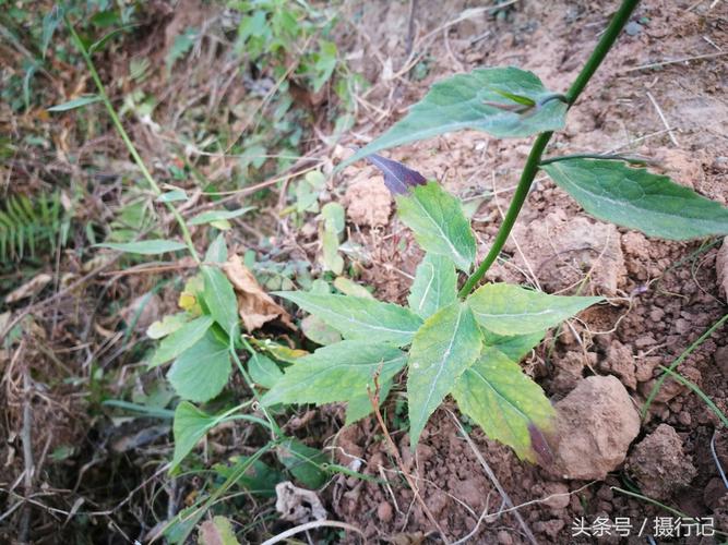 秋季刨采,除去地上部分及须根,刮去粗皮,即时晒干.