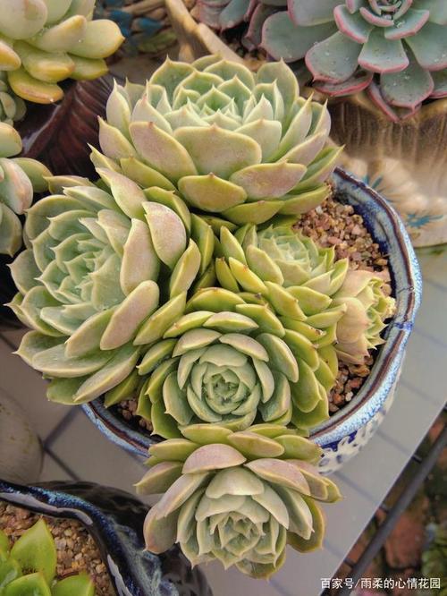 昂斯诺