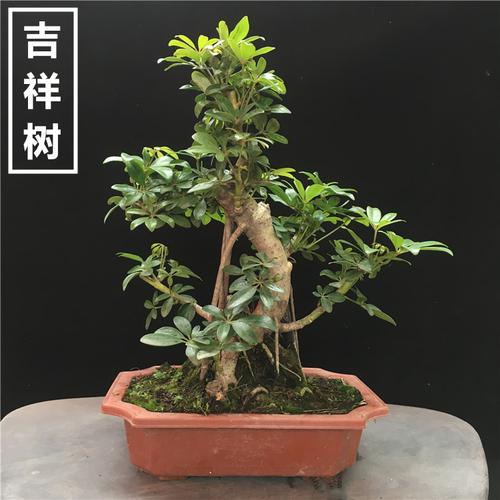 吉祥树鸭脚木盆景植物鸭掌木盆栽室内常青办公室除甲醛净化空气