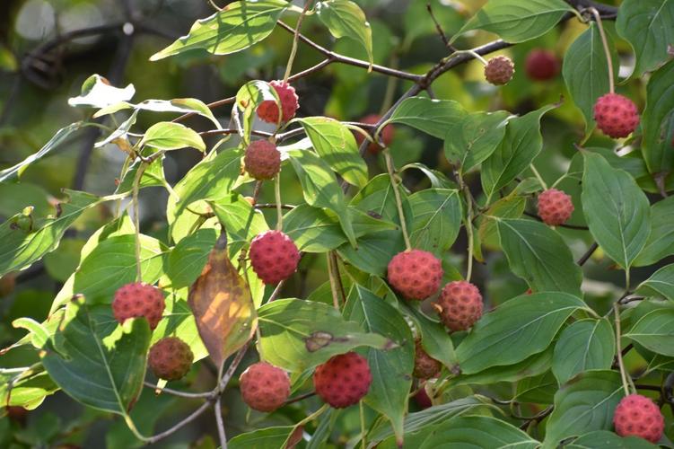 四照花果实