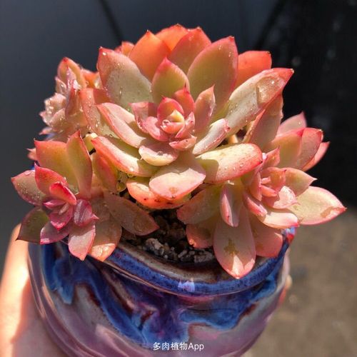 家有鲜肉                  红粉贝拉一个月的变化,尤其是这几天