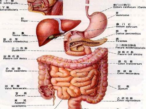 《人体解剖学》课件_第八章_消化系统ppt