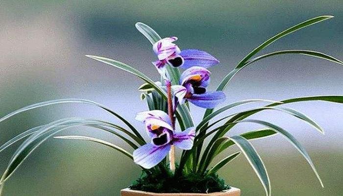 兰花的别称和雅称