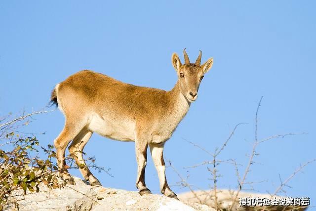 原创400万野山羊泛滥,出动直升机都灭不完,为什么没人吃?