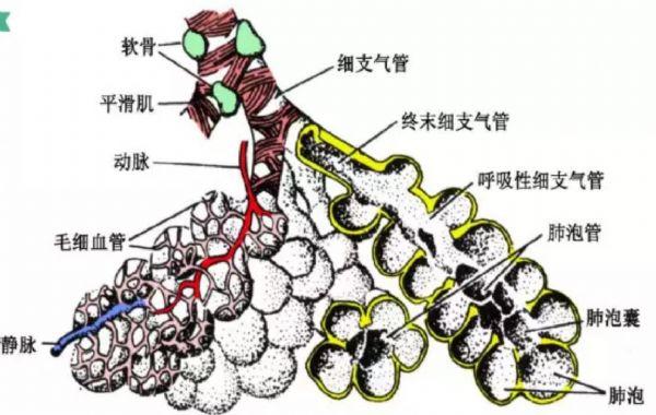 在正常肺组织中,支气管树逐级分支,终末细支气管分出以后,肺泡自呼吸