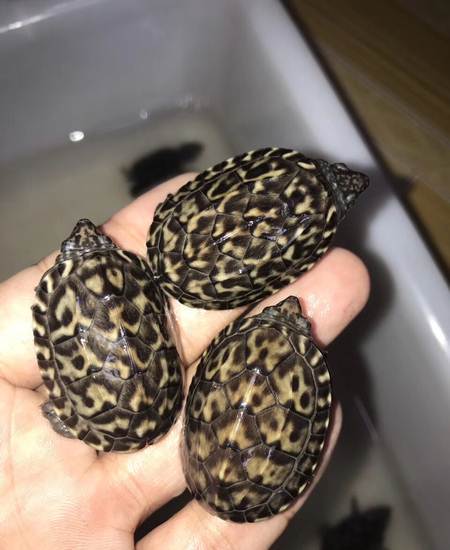 墨西哥蛋龟墨蛋苗