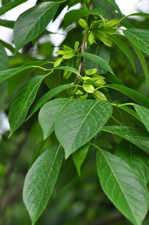 杜仲图片 杜仲野菜图片