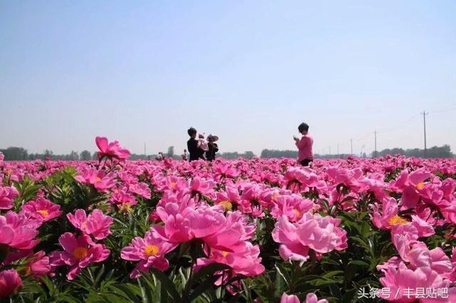 丰县顺河镇400余亩芍药盛开美不胜收!这里是花的海洋!