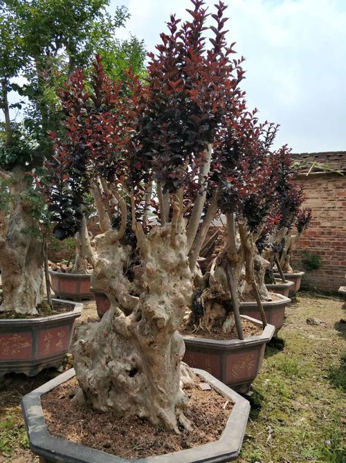 紫薇树产地 紫薇价格 福建紫薇树盆景 紫薇基地 古装紫薇