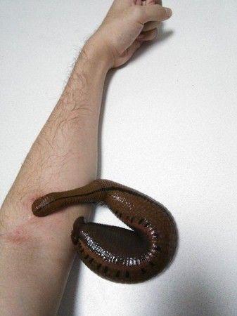 古代《神农本草经》就有记载,利用蚂蝗(水蛭)吸取体内恶血,得以治病.