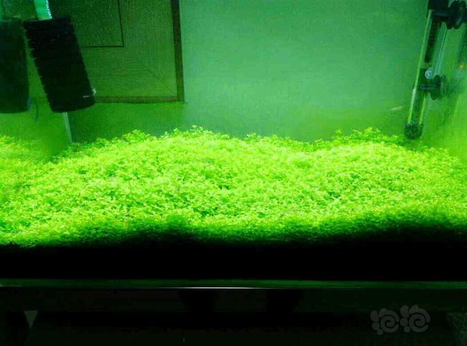 爬地矮珍珠纯草皮缸 绿绿的 也很美