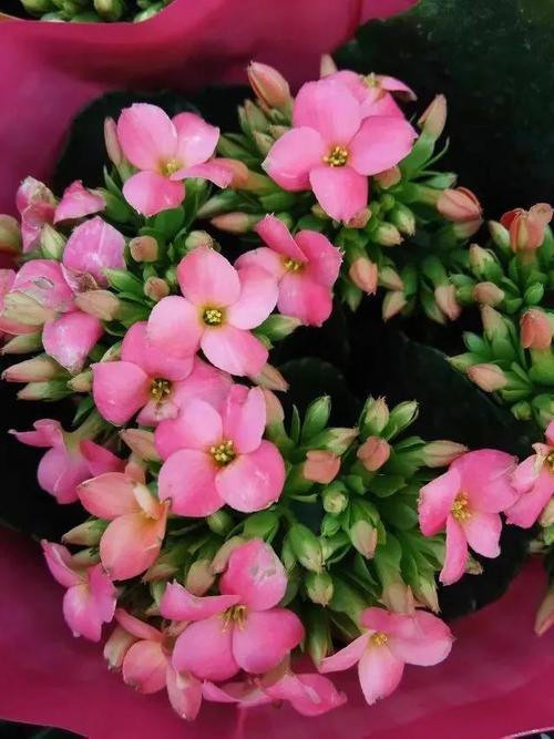 有一种花见者长寿健康